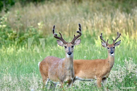 Picture of White-tailed buck deer Odocoileus virginianus